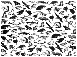 35 -NZ animals design for wrapping paper